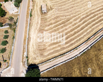 Vista aerea di un campo di grano durante una bella giornata di sole nel mese di giugno in Sicilia (Italia) Foto Stock