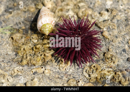 Cockleshell e viola ricci di mare sul sassoso riva del mare Mediterraneo in Turchia. Foto Stock