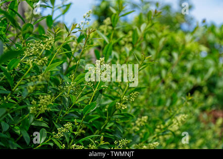 Vista laterale del privet hedge rami, ligustrum impianto Foto Stock