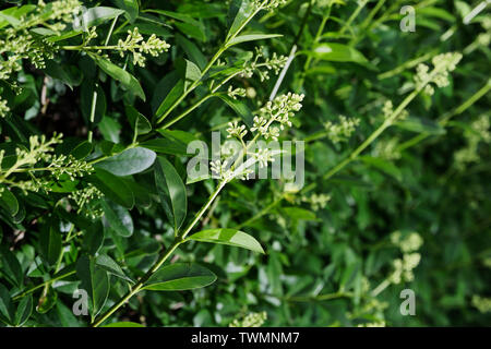 Primo piano di un ramo di fioritura del privet hedge, ligustrum impianto Foto Stock