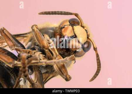 Hornet visto da molto vicino. Insetti pericolosi su una scala macro con visibili i dettagli anatomici. Foto Stock