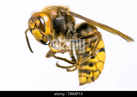 Hornet visto da molto vicino. Insetti pericolosi su una scala macro con visibili i dettagli anatomici. Foto Stock