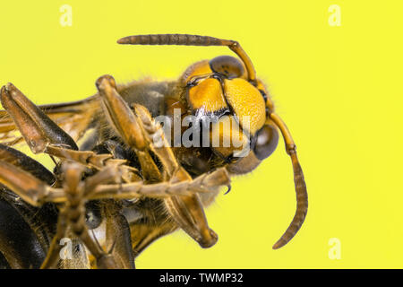 Hornet visto da molto vicino. Insetti pericolosi su una scala macro con visibili i dettagli anatomici. Foto Stock