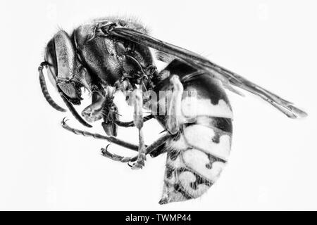 Hornet visto da molto vicino. Insetti pericolosi su una scala macro con visibili i dettagli anatomici. Foto Stock