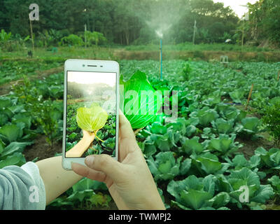 Giovane agricoltore prendendo foto vegetale nel telefono cellulare, Eco organic moderne smart farm 4.0 concetto tecnologico, agronomo nel campo dell'agricoltura Foto Stock