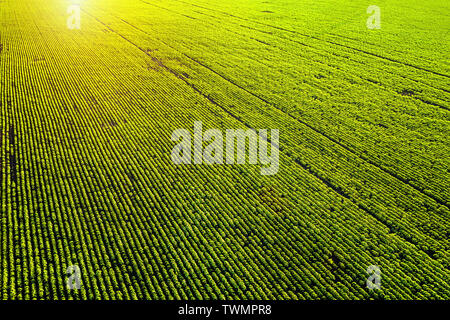 Verde campo agricolo al tramonto antenna vista ad angolo Foto Stock
