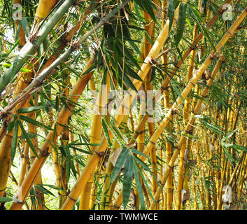 Giallo bambù peduncoli con giovani foglie verdi a Kochi Kerala Foto Stock