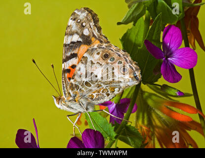 Ritratto di un dipinto di Lady butterfly, Vanessa cardui, fotografato in cascata le montagne del centro di Oregon Foto Stock