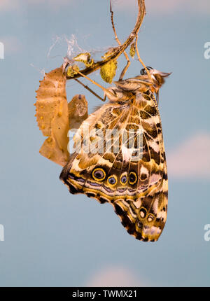 Un dipinto di Lady butterfly, Vanessa cardui, appena dopo eclosing (emergenti) dalla sua crisalide. Foto Stock
