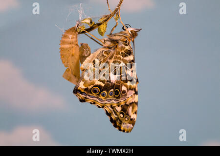 Un dipinto di Lady butterfly, Vanessa cardui, appena dopo eclosing (emergenti) dalla sua crisalide. Foto Stock