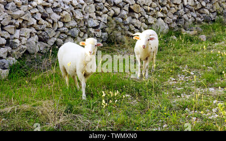 White agnelli giovani del pascolo sul prato con erbe salutari nella parte anteriore del tradizionale in pietra a secco sulla parete l'isola croata di Pag Foto Stock