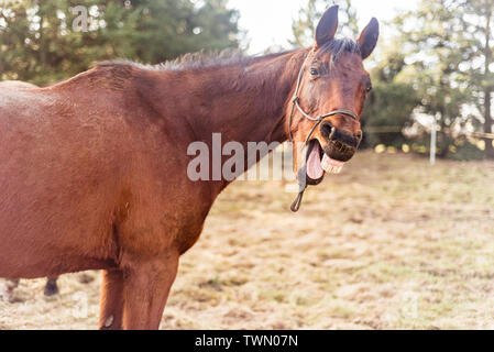 A sorridere e ridere con denti di cavalli sul prato verde. Foto Stock