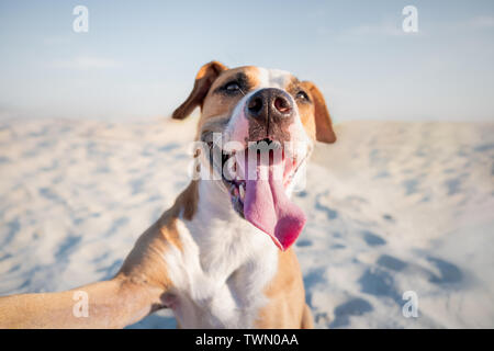 Sorridenti cane tenendo autoritratto sulla spiaggia. Ritratto di un simpatico staffordshire terrier imitando un selfie shot con il mare in estate Foto Stock