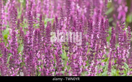 Un close up foto di rosa e viola lavanda Foto Stock