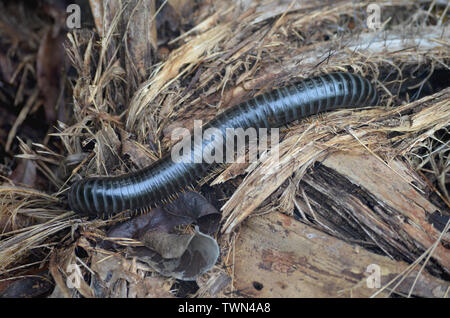 Giant millipedes in Limones de Tuabaquey, un cubano di riserva forestale Foto Stock