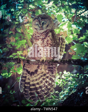 Mexican Spotted Owl, Zion National Park nello Utah Stati Uniti d'America Foto Stock