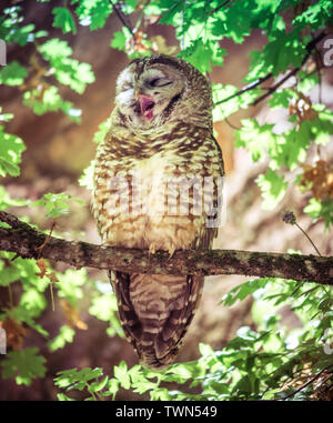 Mexican Spotted Owl, Zion National Park nello Utah Stati Uniti d'America Foto Stock