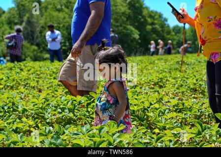 Di middelmark, CT / STATI UNITI D'America - 9 Giugno 2019: Famiglia andando fragola a Lyman di frutteti Foto Stock