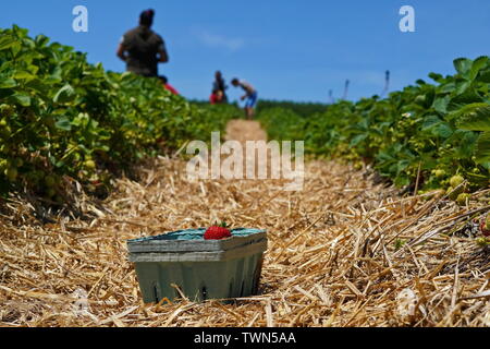 Fresche fragole raccolte in un contenitore sul fieno Foto Stock
