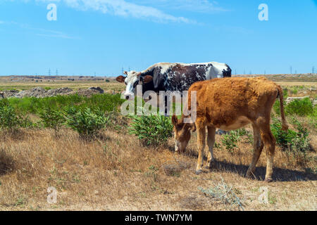 Mucca pezzata con un vitello magro sul campo Foto Stock