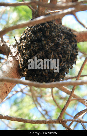 Nido di api con centinaia di api su un albero Foto Stock