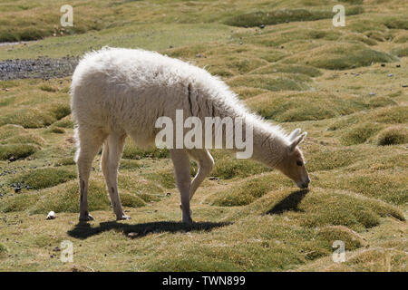 Una lama su un prato nelle Ande Foto Stock