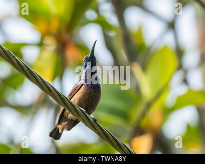 Femmina del Loten Sunbird (Cinnyris lotenius) gara 'hindustanicus'. Il Kerala, India Foto Stock