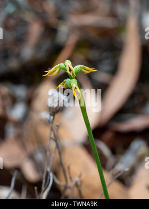 Orlata Midge Orchidea (Corunastylis ciliata) Foto Stock