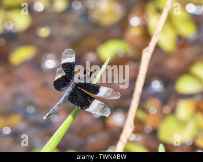 Pied Paddy Skimmer Dragonfly (Neurothemis tullia) Foto Stock