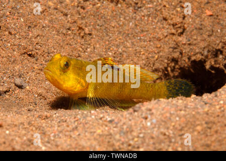 Flagfin Shrimpgoby, noto anche come Flagfin boreale Ghiozzo e sorridente ghiozzo, Mahidolia mystacina, femmina. Tulamben, Bali, Indonesia. Mare di Bali, Oceano Indiano Foto Stock