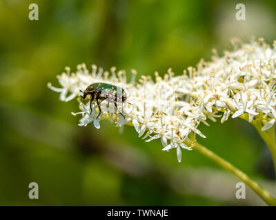 Un fiore orientale beetle, Protaetia orientalis, si nutre di piccoli fiori bianchi in un parco giapponese. Foto Stock