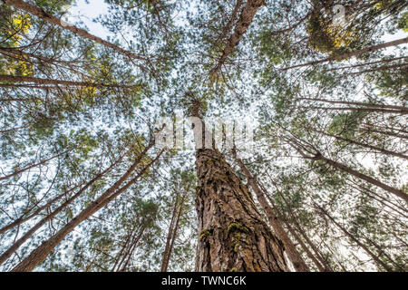 Look up pineta alta al tramonto Foto Stock