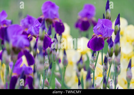 Iridi viola in primavera dopo la pioggia Foto Stock