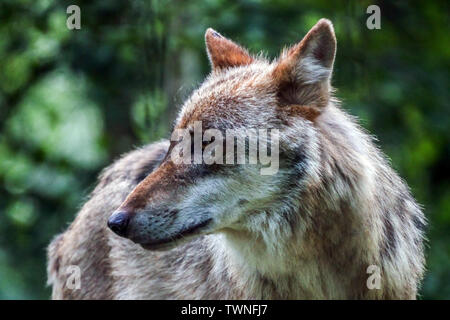Europeo di lupo grigio, Canis lupus, ritratto di un lupo, vista frontale, Germania Sassonia, Europa Foto Stock