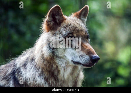 Europeo di lupo grigio, Canis lupus, lupo ritratto, vista laterale della testa, le orecchie, Germania Sassonia, Europa Foto Stock