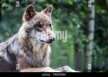 Lupo grigio europeo, Canis lupus, ritratto di un lupo, vista frontale, Germania, Sassonia, Europa Foto Stock