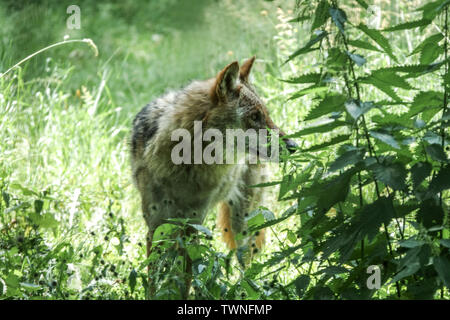 Lupo grigio selvatico tedesco europeo, Canis lupus, Germania, lupo sassone Canis lupus Europa selvatico, annusare un segno di profumo sul fiuto di ortica Foto Stock