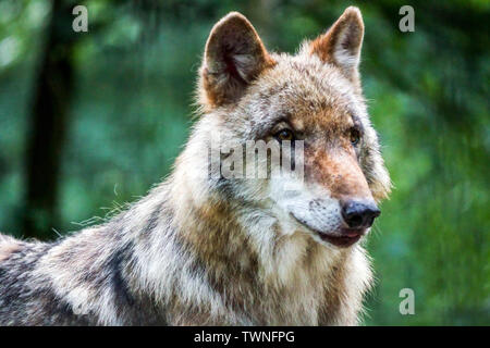 Europeo di lupo grigio, Canis lupus, lupo ritratto, vista laterale della testa, le orecchie, Germania Sassonia, Europa Foto Stock