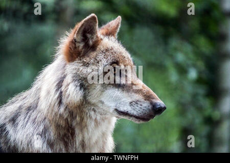 Lupo grigio, lupo europeo, Canis lupus, ritratto di lupo, Germania, Sassonia, Europa Foto Stock