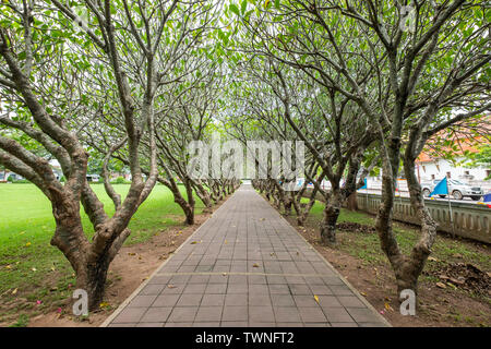 Percorso vuoto in plumeria giardino con alberi Foto Stock