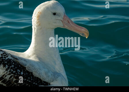 Un albatross poggia sulla superficie dell'acqua vicino a Kaikoura, Nuova Zelanda Foto Stock