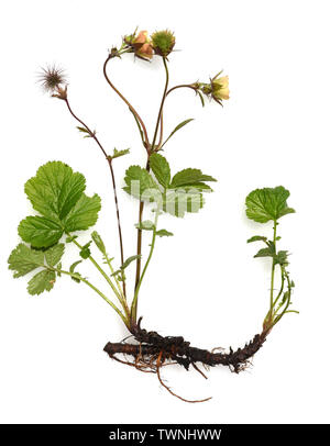 Bachnelkenwurz, Geum, rivale Foto Stock