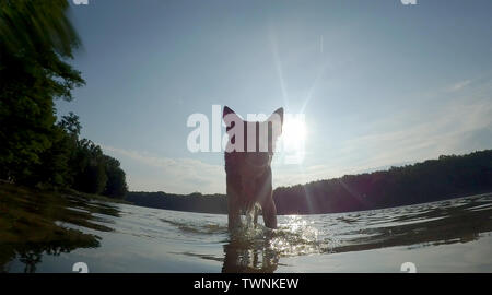 Berlino, Germania. 22 Mar, 2016. Un cane lascia il Grunewaldsee la mattina dopo il bagno. Credito: Paolo Zinken/dpa/Alamy Live News Foto Stock