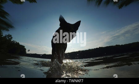 Berlino, Germania. 22 Mar, 2016. Un cane lascia il Grunewaldsee la mattina dopo il bagno. Credito: Paolo Zinken/dpa/Alamy Live News Foto Stock