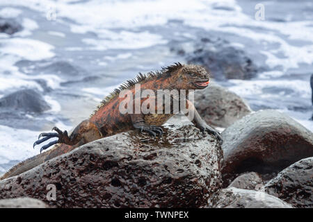 Un marine iguana, Amblyrhynchus cristatus, (endemiche) emerge dall'oceano dopo la poppata underwater sulle alghe, Galapagos, Equador. Foto Stock