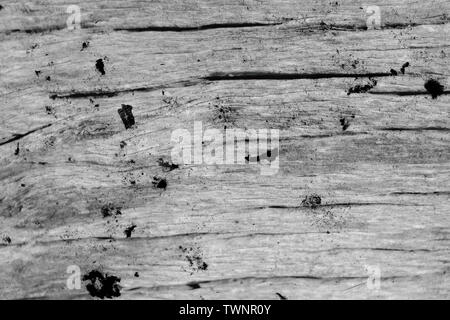 Il marcio driftwood organico sfondo Texture. Foto Stock