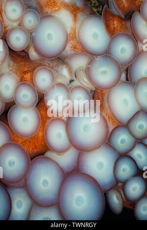 Uno sguardo più da vicino alle ventose su un gigante del Pacifico polpo, Enteroctopus dolfleini, o del Pacifico del Nord polpo gigante, British Columbia, Canada. Foto Stock