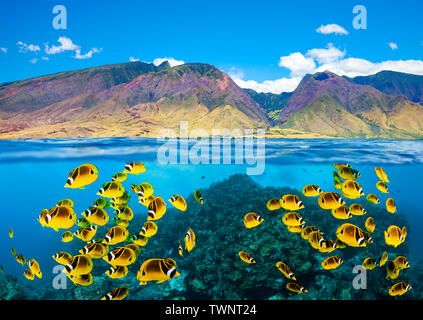 Una scena di split con raccoon butterflyfish su un disco poco profonda Coral reef qui di seguito e la West Maui montagna sull'isola di Maui sopra, Hawaii. Foto Stock