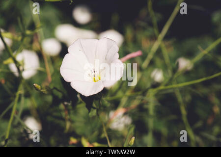 Bianco knotweed giapponese aka gloria di mattina fiore su un vitigno Foto Stock