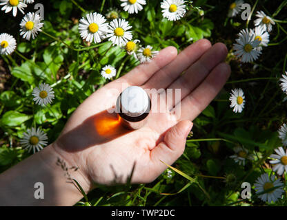 Composizione con bottiglie di camomilla olio essenziale. Olio di camomilla in una bottiglia di vetro. Foto Stock